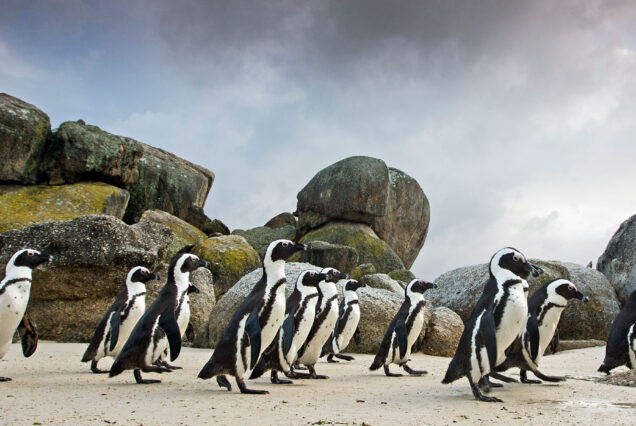 Full-Day Cape Peninsula Tour