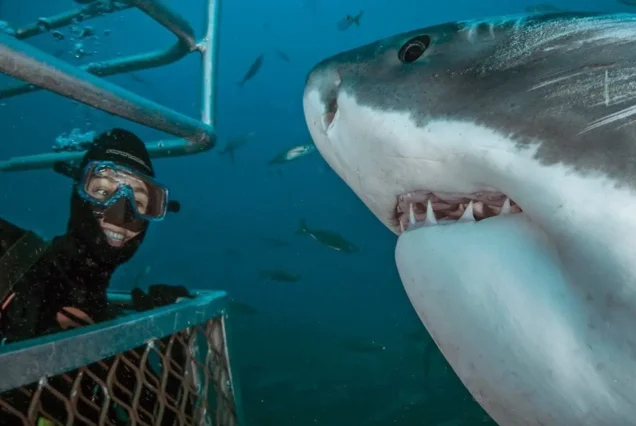 Shark Cage Diving Adventure (Cape Town → Gansbaai)